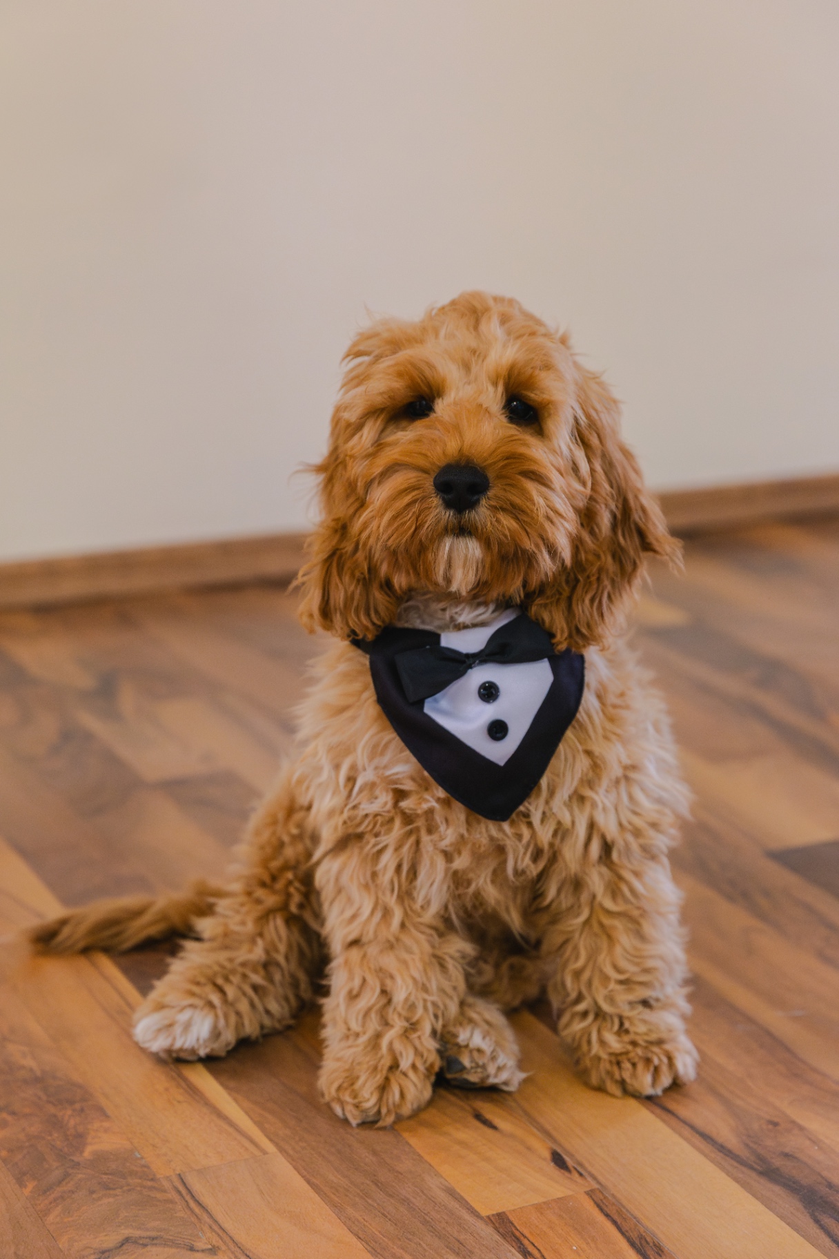 Ring bearer dog in tuxedo bandana